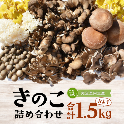きのこ の 詰め合わせ Mサイズ ( 約1.5kg ) （茨城県共通返礼品：城里町） キノコ セット 野菜 低カロリー ダイエット デトックス バラエティ セット 新鮮 1056725 - 茨城県牛久市