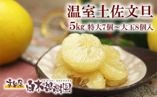 12月発送土佐文旦 温室土佐文旦 特選秀品ご贈答用大箱 約5kg 大玉8個もしくは特大7個入り 文旦 ハウス文旦 大玉サイズ 柑橘 みかん フルーツ ぶんたん ブンタン 果物 お取り寄せ おいしい 美味しい 高知県土佐市産 故郷納税 ふるさとのうぜい 返礼品 高知県 高知 お歳暮 冬ギフト 1058367 - 高知県土佐市