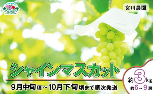 [No.5657-2630]シャインマスカット 約3kg（約6～9房）《宮川農園》■2025年発送■※9月中旬頃～10月下旬頃まで順次発送予定