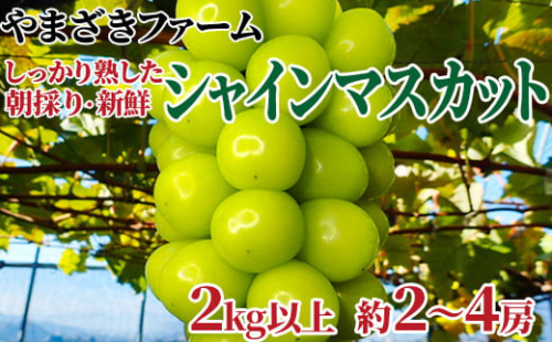 [No.5657-2696]【先行予約】大人気！ 長野県産シャインマスカット 2kg以上 (約2～4房)《やまざきファーム》しっかり熟した、朝採り・新鮮ぶどう！■2025年発送■※9月中旬頃～11月中旬頃まで順次発送予定