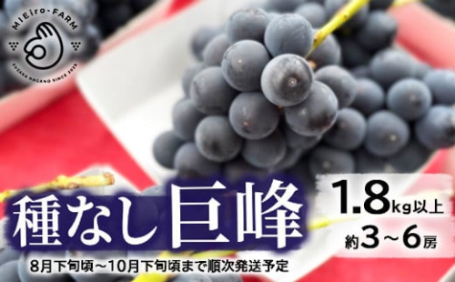 [No.5657-2865]種なし巨峰 1.8kg以上（約3～6房）《ミエイロファーム》■2024年発送■※8月下旬頃～10月下旬頃まで順次発送予定