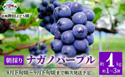 [No.5657-3326]朝採り ナガノパープル 約1kg (約1～3房)《信州神田ぶどう園》■2025年発送■※8月下旬頃～9月下旬頃まで順次発送予定