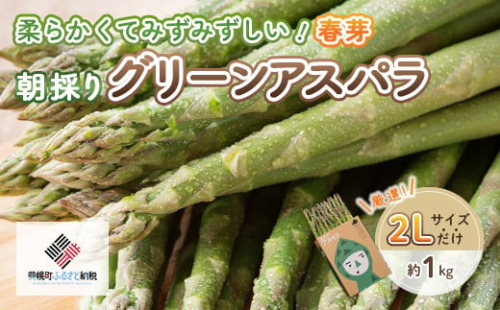 2025年産 柔らかくて瑞々しい朝取りグリーンアスパラ(春芽)2L 1kg【配送不可地域：離島】 ふるさと納税 人気 おすすめ ランキング アスパラ アスパラガス グリーンアスパラ 朝どれ 新鮮 野菜 北海道 美幌町 送料無料 BHRG029