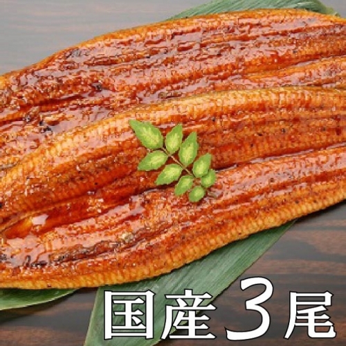 K1628 【今だけ限定】【訳あり】さかい河岸水産の国産うなぎ3尾※サイズ不揃い