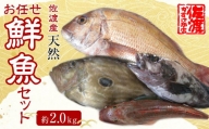 佐渡産 天然お任せ鮮魚セット 2kg