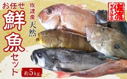 【ふるさと納税】佐渡産 天然お任せ鮮魚セット 5kg