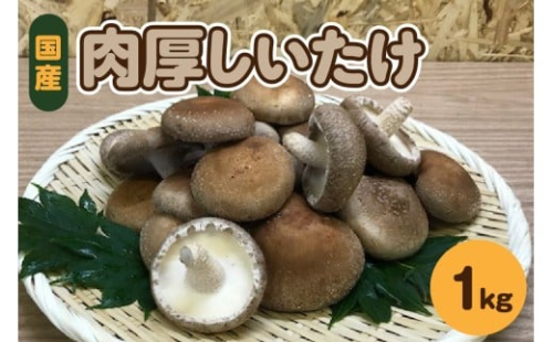 【11月から発送】国産 肉厚 しいたけ 1kg(500g×2袋)  青森 【 きのこ 肉 厚 】