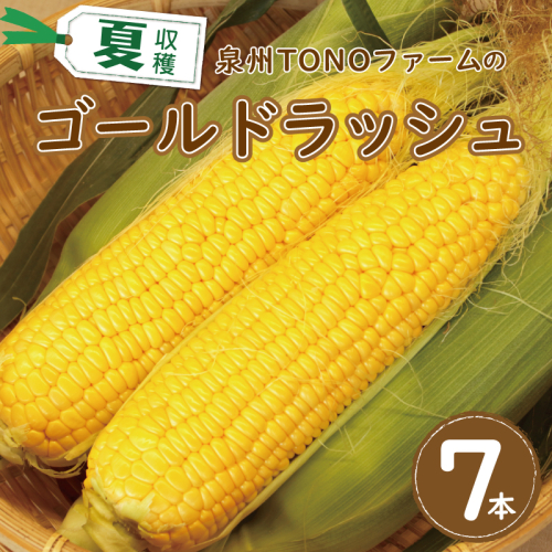 【先行予約】ゴールドラッシュ 7本【新鮮 野菜 泉佐野産 とうもろこし コーン やさい TONOファーム 高評価 数量限定】 005A060 106471 - 大阪府泉佐野市