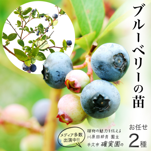 ブルーベリー の 苗 2品種セット （品種おまかせ） ラビットアイ系 ハイブッシュ系サザン サザンハイブッシュ系 苗木 庭木 果樹 ガーデニング 家庭菜園 果物 くだもの 1064959 - 茨城県牛久市