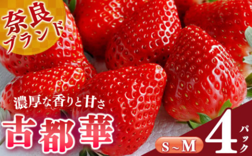 【選べる内容量】平群の古都華 S～Mサイズ （2パック×2ケース）計4パック 阪野農園 | 果物 くだもの フルーツ 苺 イチゴ いちご ストロベリー 古都華 ことか 旬の品種 産地直送 奈良県 平群町