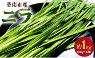 生産量日本一香南市のニラ 1kg - ニラ 香南市産 にら 朝採れ 産地直送 香味野菜 ニラ on-0010