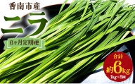 生産量日本一香南市のニラ 1kg 6ヶ月定期便 合計6kg - ニラ 香南市産 にら 朝採れ 産地直送 香味野菜 ニラ Won-0016