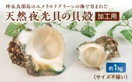 ■ 沖永良部島の天然夜光貝の貝殻（加工用）1キロ　サイズ不揃い