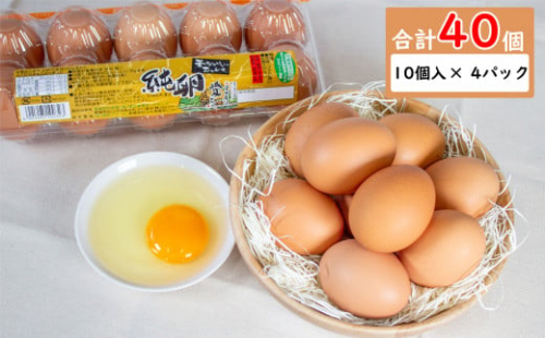 【12月発送】純卵-じゅんたまご- 40個(10個×4パック) ※割れ補償5個 たまご 卵 タマゴ 愛媛県 松山市