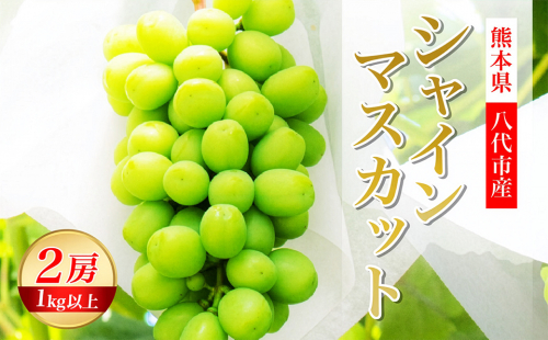 【先行予約】熊本県 八代市産 シャインマスカット 2房 1.0kg以上 ぶどう フルーツ マスカット 旬 青果物 果物 新鮮 ギフト 贈り物【2026年8月上旬より順次発送】 1073579 - 熊本県八代市