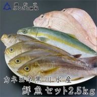 御坊産　鮮魚セット2.5kg【配送不可地域】沖縄・北海道・東北・九州
