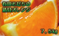 【2025年2月下旬～3月下旬順次発送予定】有田育ちの完熟清見オレンジ(ご家庭用)　約7.5kg