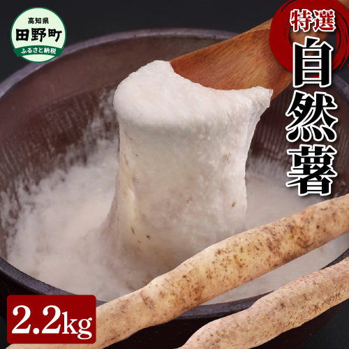 【四国一小さなまちの自然薯】★2024年12月中旬発送開始★ 田野町特選 『 令和6年産 自然薯 』 約2.2kg 1075941 - 高知県田野町