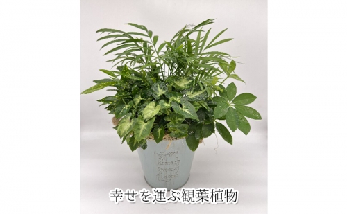 幸せを運ぶ観葉植物のおまかせ寄せ植え（４～５品種） 1077207 - 岐阜県瑞穂市