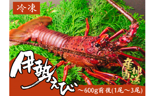 【四国一小さなまち】《 カネアリ水産 》 数量限定 ！ ★ 冷凍 ★ 伊勢海老　600g前後 （1～3尾） 1077794 - 高知県田野町