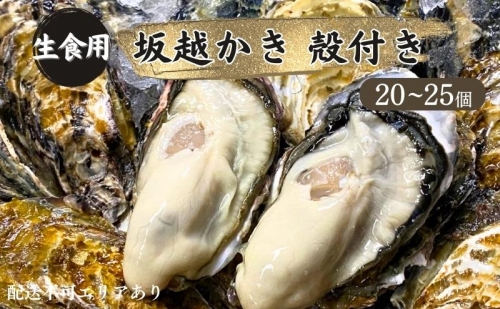 牡蠣 生食用 坂越かき 殻付き 20～25個[ 生牡蠣 真牡蠣 かき カキ 冬