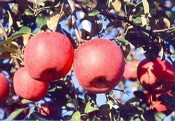 下條産『りんご　サンふじ約５kg』 1079248 - 長野県下條村