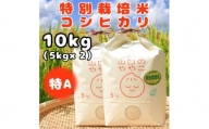 令和5年産『山田のややこ』特別栽培米コシヒカリ(精米)10kg(5kg×2袋)【1430877】
