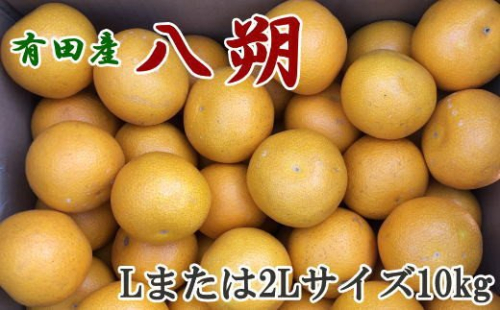 【手選果】有田産の八朔10kg（Lまたは2Lサイズいずれかお届け）＜2024年1月下旬2月下旬頃順次発送予定＞【tec846】 108086 - 和歌山県北山村