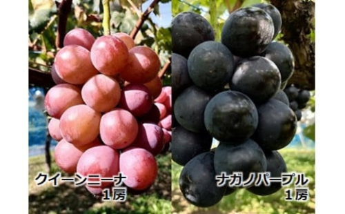 農家直送】宮下ぶどう園のぶどう２種セット【ナガノパープル＆クイーンニーナ】　約１Kg