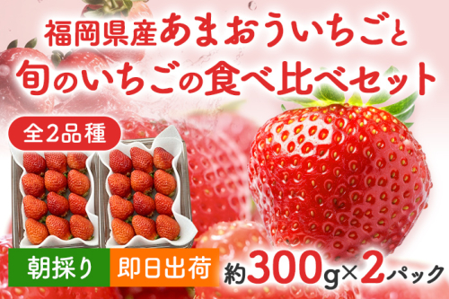 あまおうと旬のいちごの食べ比べセット 約300g×2パック 紅ほっぺ 恋みのり よつぼし スターナイト 星の煌き おすすめ 福岡県 大木町 BO002【2024年12月下旬～2025年4月末頃にかけて順次出荷予定】 1083973 - 福岡県大木町