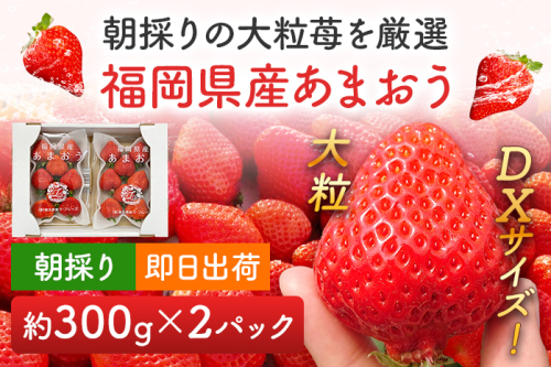 《先行予約》あまおう 約300g×2パック おすすめ 福岡県 大木町 BO003 【2026年12月下旬～2027年4月末頃にかけて順次出荷予定】いちご フルーツ 苺 1083976 - 福岡県大木町