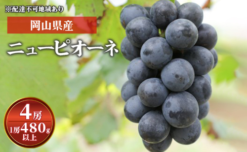ぶどう 2024年 先行予約 ニュー ピオーネ 4房（1房 480g以上） ブドウ 葡萄  岡山県産 国産 フルーツ 果物 ギフト  1084603 - 岡山県玉野市