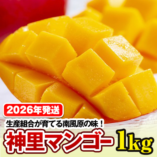 【2026年発送】生産組合が育てる南風原の味　神里マンゴー1kg 108590 - 沖縄県南風原町