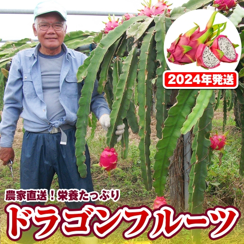 【2024年発送】農家直送　栄養たっぷりドラゴンフルーツ　2kg 108597 - 沖縄県南風原町