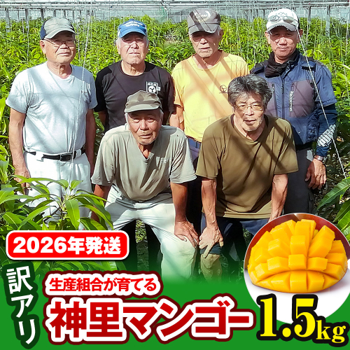 【訳あり】2026年発送　生産組合から直送　神里マンゴー1.5kg 108707 - 沖縄県南風原町