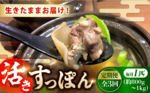 【全3回定期便】【生きたまま届く最高級食材！安心安全な国産！ 江田島育ちのすっぽん【活き】 すっぽん すっぽん鍋 スッポン コラーゲン セット 珍味 海鮮 魚介類 冷蔵 鍋 なべ 唐揚げ スープ 料理 簡単 和食 美容 健康 食材 高級 天然 グルメ リピート ギフト 人気 高品質 好評 広島県産 江田島市/平井興産株式会社[XAC007] 1087261 - 広島県江田島市