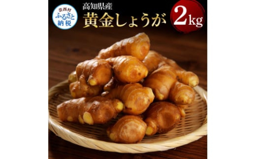 SNS001　高知県産黄金しょうが2kg -  しょうが ショウガ 生姜 坂田信夫商店 黄金しょうが 高知 国産 生姜焼き しょうが湯 ふるさとのうぜい 故郷納税 8000円 返礼品 高知県産 1087566 - 高知県芸西村