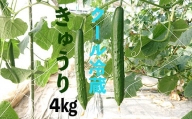 【クール冷蔵】新鮮きゅうり4kg【特別栽培農産物】