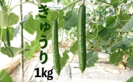新鮮きゅうり1kg【特別栽培農産物】