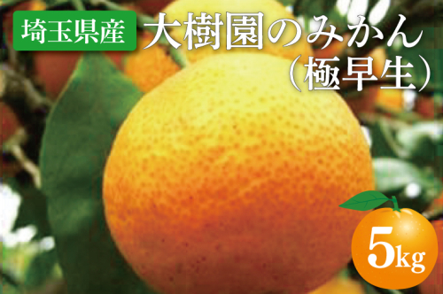 【先行予約】【10月中旬より発送開始】大樹園のみかん（極早生）5kg【埼玉県 春日部市 ふるさと納税 柑橘 果物 フルーツ 国産 家庭用 お取り寄せ 産地直送 ギフト】（CH002-1） 1088798 - 埼玉県春日部市