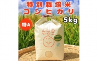 令和5年産『山田のややこ』特別栽培米コシヒカリ(精米)5kg【1439702】