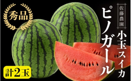 【先行予約】佐藤農園の小玉スイカ ピノガール 2玉（計3kg以上）／福井県 あわら市 フルーツ 夏 果物 西瓜  秀品 農家直送 有機肥料 低農薬 佐藤農園※2026年6月上旬より順次発送予定 [aw069-a008]