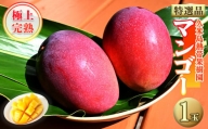 【2024年発送】久米島熱帯果樹園「特選」極上完熟マンゴー1玉（糖度15度以上）