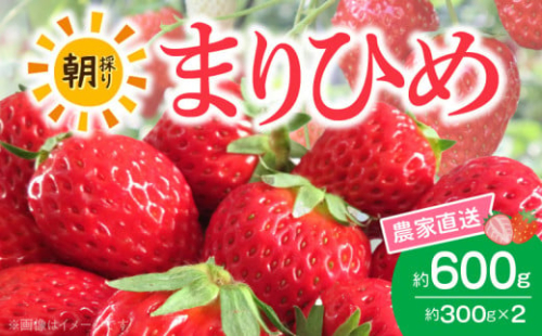 AB7334_【2026年先行予約】朝摘み 完熟 まりひめ いちご 約300g×2パック (合計約600g) 1092476 - 和歌山県湯浅町