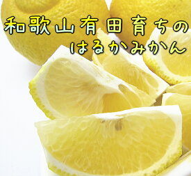 AB7123_【人気柑橘】有田育ちの はるか みかん 【訳あり 家庭用】 4.5kg (サイズ混合) 1092535 - 和歌山県湯浅町