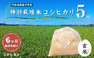 【毎月定期便6回】冷めても美味しい！ 特別栽培米 コシヒカリ 5kg×6回 計30kg（玄米） 農家直送 千葉県産