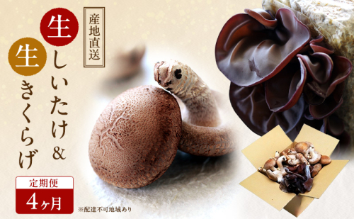 【 産地直送 】 有機JAS 生椎茸 800g ＆ 生きくらげ 200g 定期便 4ヶ月 オーガニック しいたけ 椎茸 きくらげ きのこ 野菜 岡山県 玉野市 栽培期間中化学肥料不使用 栽培期間中農薬不使用 野菜セット  1095969 - 岡山県玉野市