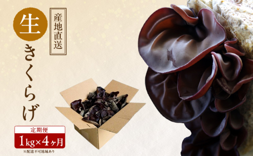【 産地直送 】 有機JAS 生きくらげ 定期便 1kg×4ヶ月 オーガニック きくらげ きのこ 野菜 岡山県 玉野市 栽培期間中化学肥料不使用 栽培期間中農薬不使用 野菜セット  1095970 - 岡山県玉野市