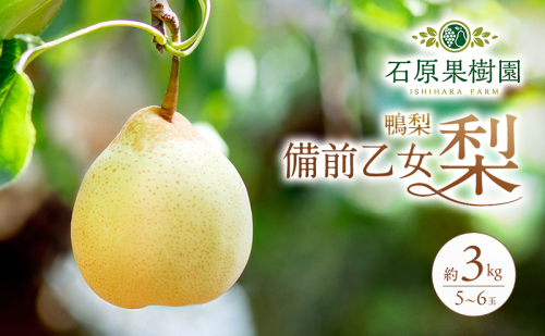 梨 2026年 先行予約 備前乙女梨（鴨梨） 5～6玉 合計約3kg【11月下旬～12月中旬頃発送】ナシ なし 岡山県産 国産 フルーツ 果物 ギフト 石原果樹園  1096004 - 岡山県玉野市