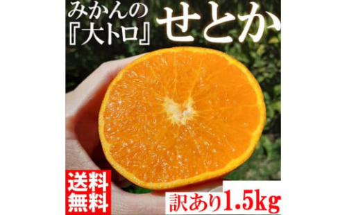 みかん の大トロ せとか 1500g 訳あり ブランド 和歌山 有田みかん 農家直送 オレンジ フルーツ 果物 1096129 - 和歌山県有田川町